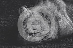 Head shot of a sleeping rhino,