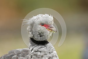 A head shot of a Southern Screamer, Chauna torquata, at the London wetland wildlife reserve.