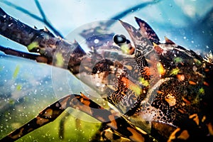 Head shot of Spiny Lobster Panulirus ornatus in aquaria photo