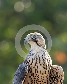 Head shot of splendid Lanner Falcon  Falco biarmicus  with green bokeh background