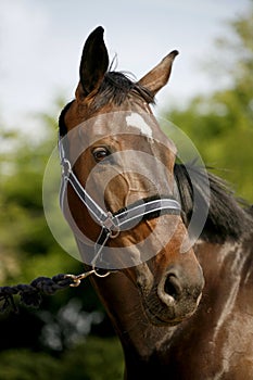 Head shot of a sporting horse against green background