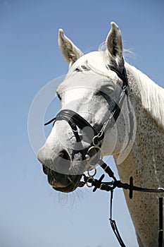 Head shot of a sportive grey saddle horse