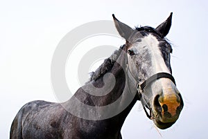 Head shot of a stallion