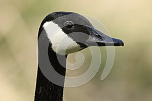 A head shot of a stunning Canada Goose, Branta canadensis, standing on the bank of a lake.