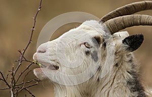 A head shot of a stunning Goat Capra aegagrus hircus grazing in rough pasture on a thorny bush.