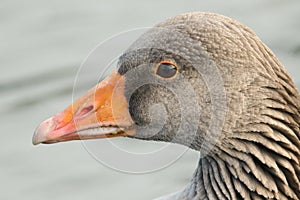 A head shot of a stunning Greylag Goose Anser anser swimming in a river.