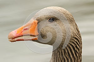 A head shot of a stunning Greylag Goose Anser anser swimming in a river.