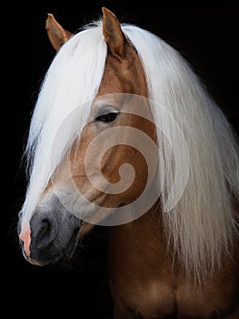 Stunning Haflinger Stallion