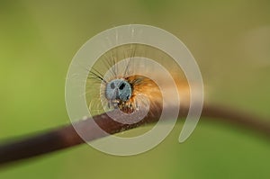 A head shot of a stunning Lackey Moth Caterpillar Malacosoma neustria on a plant stem.