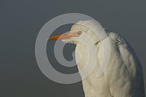 A head shot of a stunning rare Cattle Egret, Bubulcus ibis, on a cold misty frosty winters morning.