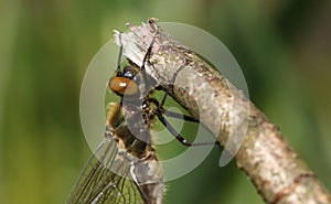 A head shot of a stunning rare newly emerged Downy Emerald Dragonfly Cordulia aenea perching on a twig.