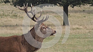 A head shot of a stunning Red Deer Stag, Cervus elaphus, Bellowing.