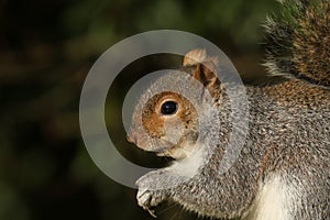 A head shot of a sweet Grey Squirrel, Scirius carolinensis, .