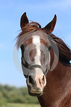 Head shot of a thoroughbred horse summer pasture