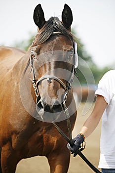 Testa da purosangue un cavallo 