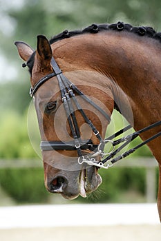 Head shot of a thoroughbred racehorse with beautiful trappings photo