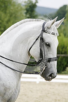 Head shot of a thoroughbred racehorse with beautiful trappings u photo