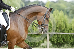 Head shot of a thoroughbred racehorse with beautiful trappings u photo