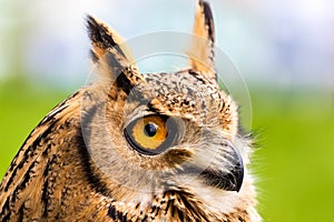 Head shot of Tufted ear owl photo