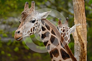 Head shot of two giraffes