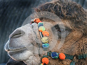 Head shot of two hump Camel in UK used as show animal.