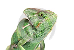 Head shot of a veiled chameleon, Chamaeleo calyptratus, isolated on white