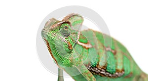 Head shot of a veiled chameleon, Chamaeleo calyptratus, isolated on white