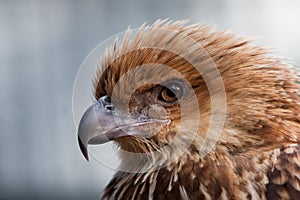 Head shot of Whistling Kite Raptor bird.