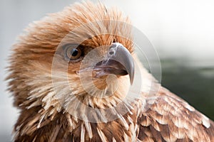 Head shot of Whistling Kite Raptor bird.