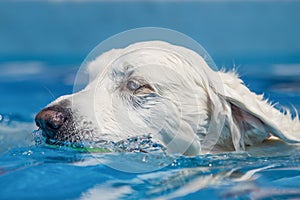 Head shot of white dog swimming through clear blue water