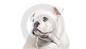 Head shot of a White English bulldog Puppy, ten weeks old, isolated on white
