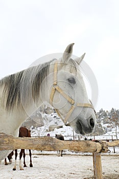 Head Shot of a White Horse