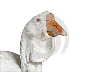 Head shot of white Kholmogory Goose, isolated