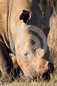 Head shot of a white Rhino