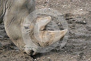 Head shot of White Rhino