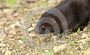 A head shot of a wild American Mink, Neovison vison, hunting along the bank of a lake in the UK.