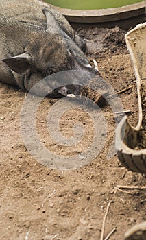 Head shot of Wild male boar rest in farm. Wildlife in natural habitat.