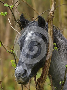 Wild Horse Head Shot