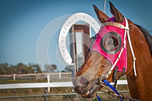 Head shot of a winning racehorse at the Come By Ch