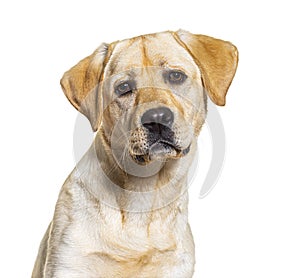 Head shot of yellow Labrador dog facing at camera