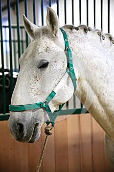 Head shot of a young beautiful lipizzan in the stable photo