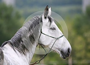 Head shot of a young lipizzaner horse against green natural back