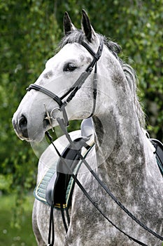 Head shot of a young lipizzaner horse against green natural back