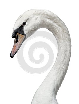 Head shot of young white swan on white