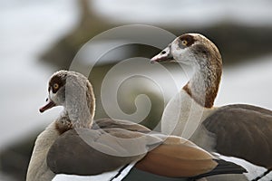 Head shots of Egyptian geese