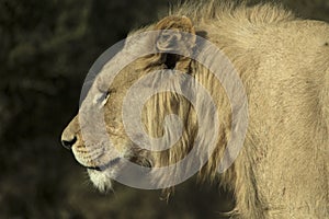 Head and Shoulder photograph of a young male white lion