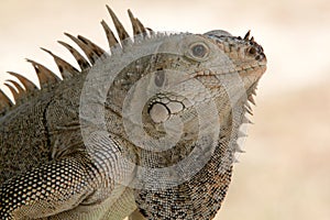 Head and Shoulder Portrait of a Wild Iguana (Iguana iguana).