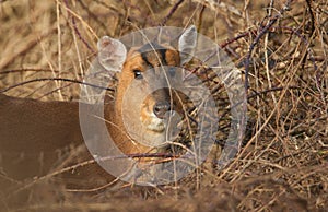 A head and shoulder shot of a female Muntjac Deer Muntiacus reevesi feeding at the edge of a forest on a sunny winter d