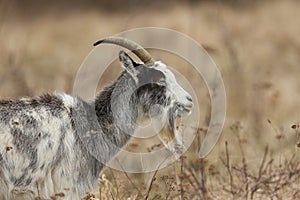 A head and shoulder shot of Goat Capra aegagrus hircus grazing in rough pasture.