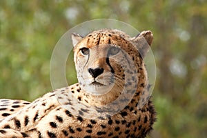 Head and shoulders of an Amur leopard lounging